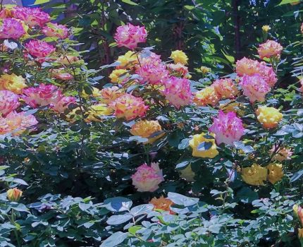 国际教育中心&ldquo;繁花启序，定格春日风光&rdquo;摄影活动圆满结束